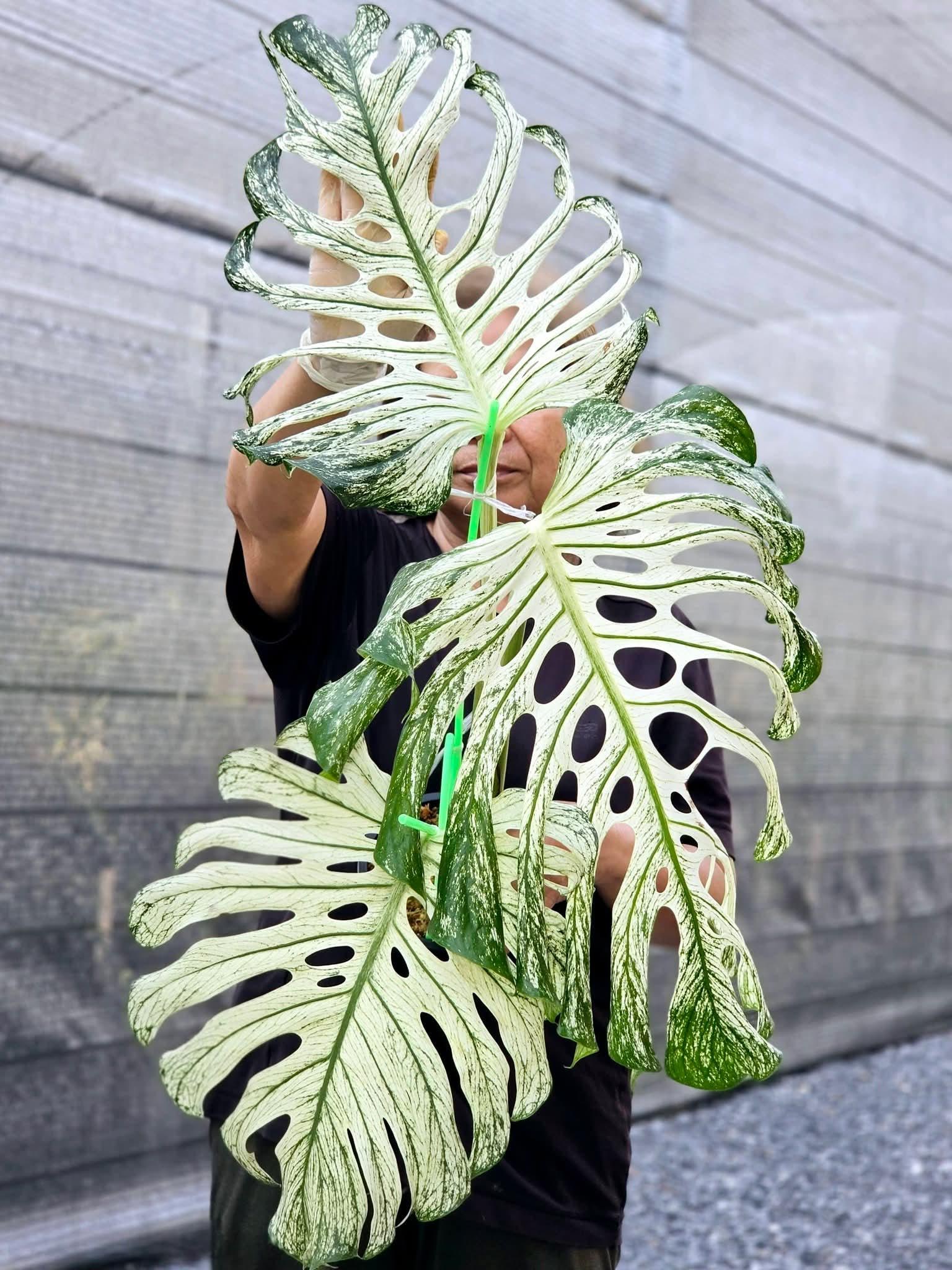 Monstera deliciosa variegata - Etsy 日本
