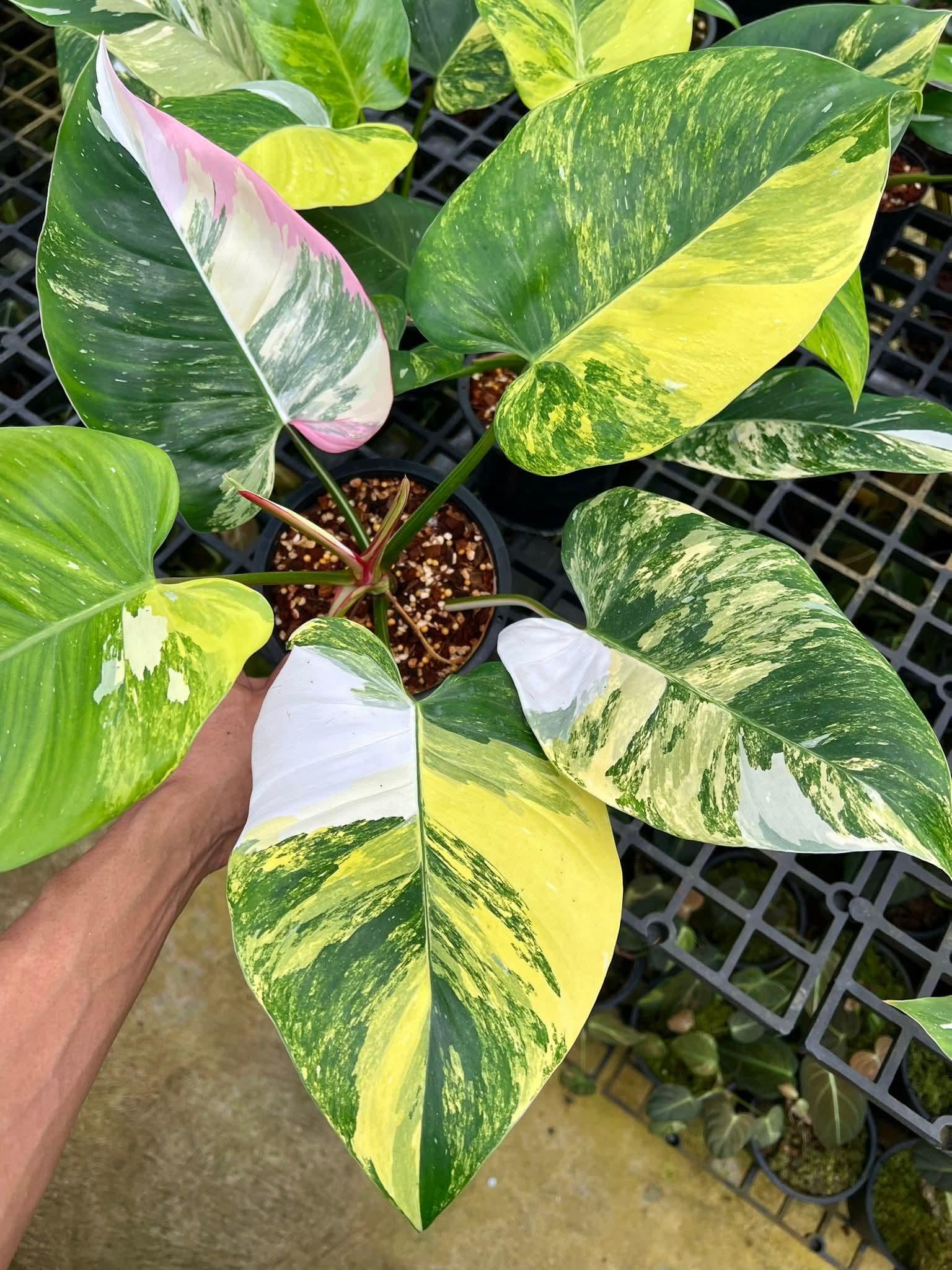 Variegated alocasia maharani - Etsy 日本