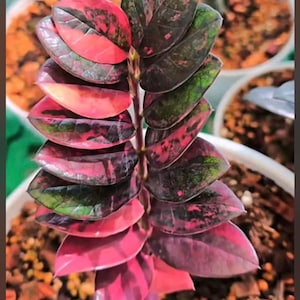Könnte beinhalten: Nahaufnahme einer lebendigen Pflanze mit geschichteten Blättern. Die Blätter wechseln von tiefem Rot zu Grün mit gesprenkelten Mustern. Die Pflanze steht in einem weißen Topf, weitere Pflanzen sind im Hintergrund zu sehen.