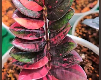 Zamioculcas zamiifolia Black Raven Bont | Optie Volledige stengel - enkel blad Knoopstek | Kamerplant voor binnen