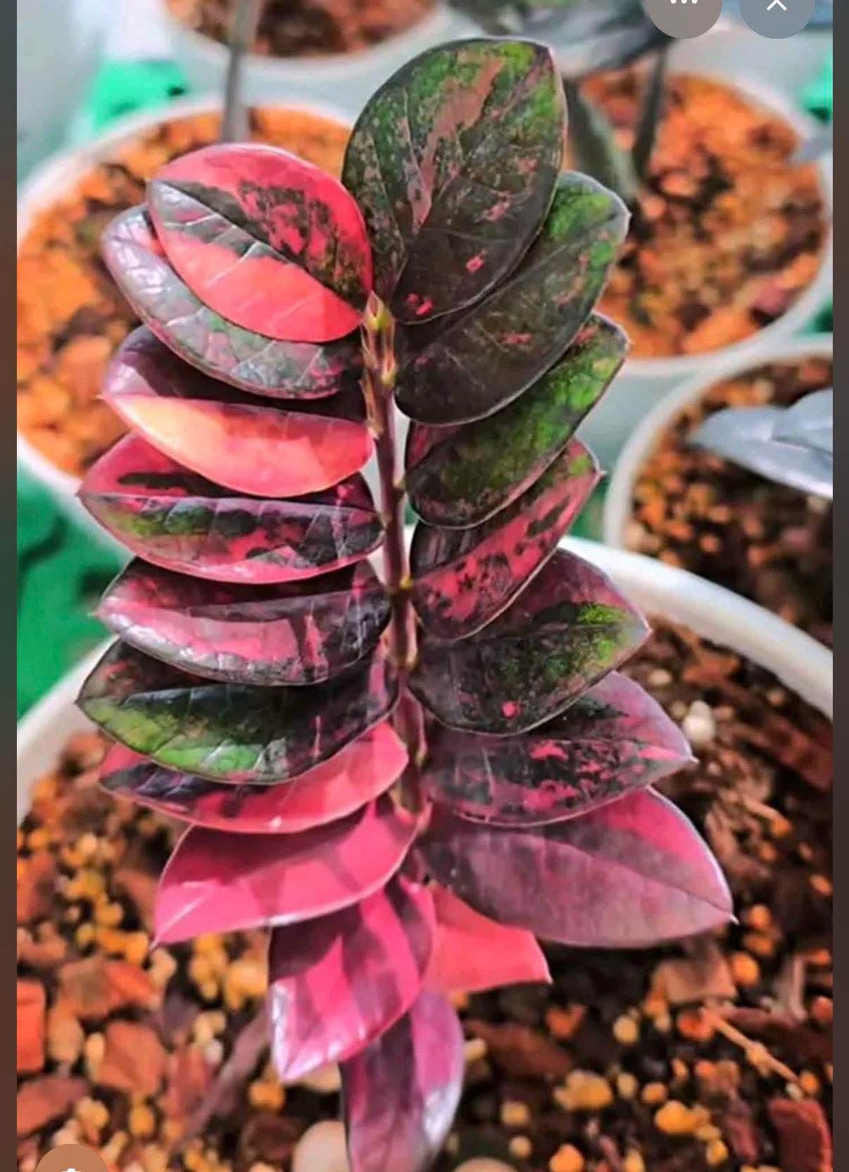Zz Raven Pink Variegated - Etsy