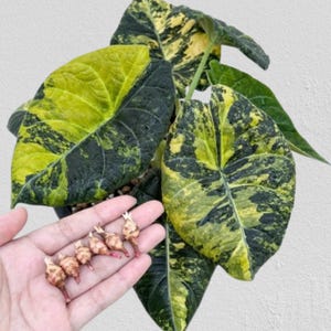 May include: A close-up of a variegated Alocasia plant with large, heart-shaped leaves. The leaves have a striking pattern of dark green and bright yellow. Small bulbs are held in a hand, showing the plant's propagation potential.