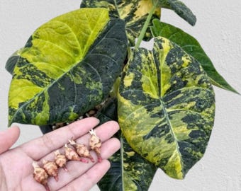 Alocasia Maharani variegada (variedad rara) / Opción (plántulas y cormo)