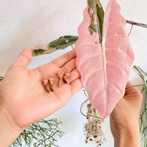 Alocasia sanderiana - Etsy 日本