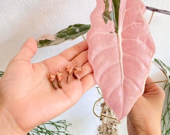 Rare Variegated Alocasia Chantrieri Pink  | Option ( Seedlings And Corm)