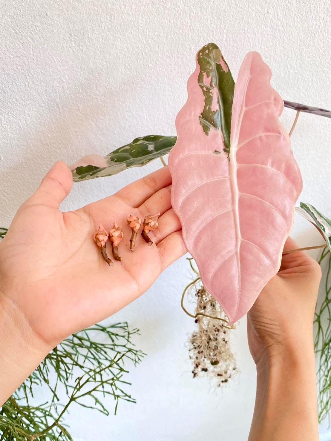 Alocasia chantrieri pink variegated - Etsy 日本