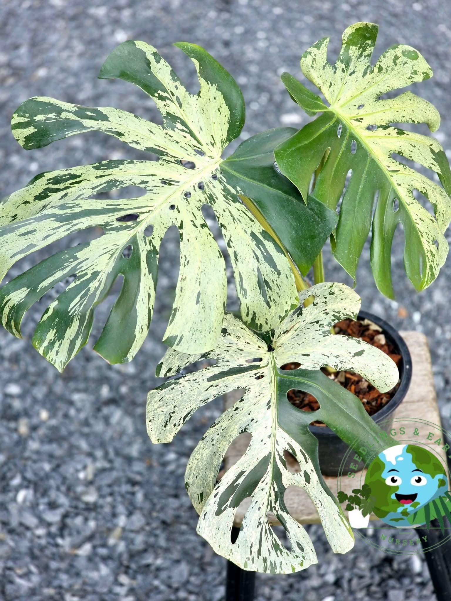 Monstera legacy - Etsy 日本
