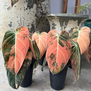 May include: Several Philodendron plants in black pots. The large leaves display a striking color contrast, with a vibrant pink hue on one side and deep green on the other. The leaves have dark green spots and veins. The plants are set against a neutral background.