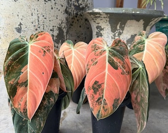Philodendron Bonifaziae Rare Aroid Plant NOT TC - Etsy Canada
