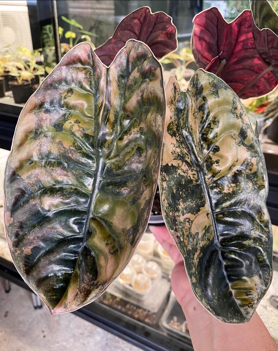 Alocasia cuprea latte - Etsy 日本