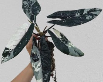 Rare Alocasia Sculprum True Albo Variegated | Option ( Seedlings And Corm)