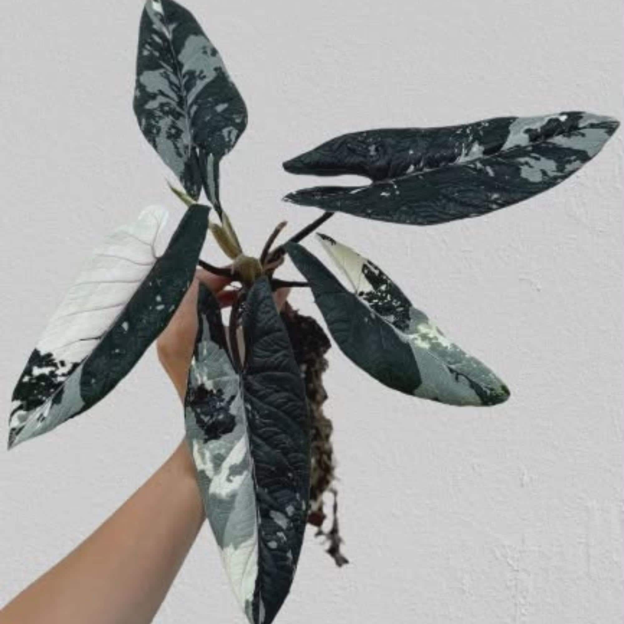 Alocasia regal shields - Etsy 日本