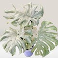 Rare Variegated Monstera Deliciosa Ice Age| Available 2-3 Leaves and single Leaf Node Rooted product logo