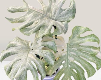 Monstera Deliciosa variegada rara de la era glacial / Disponible con 2-3 hojas y enraizada con un solo nudo foliar.