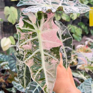 【芋】 アロカシア　マハラニ　ゴールド　斑入り Variegated alocasia maharani - Etsy 日本