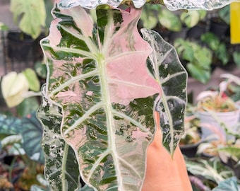 Zeldzame Alocasia Amazonica Polly roze bont | Optie (zaailingen en knol)