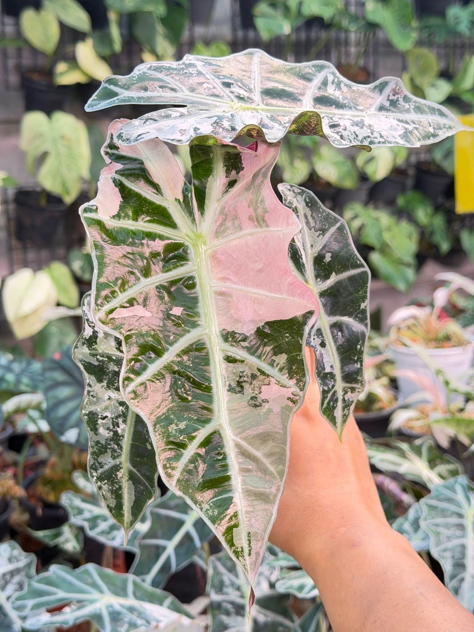 Variegated Alocasia Polly - Etsy