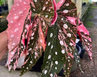 Zeldzame bonte begonia maculata in pot van 4 inch met moswortel