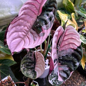 Alocasia Cuprea Pink - Etsy