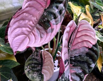 Rare Alocasia Cuprea Pink Variegated | Option ( Seedlings And Corm)