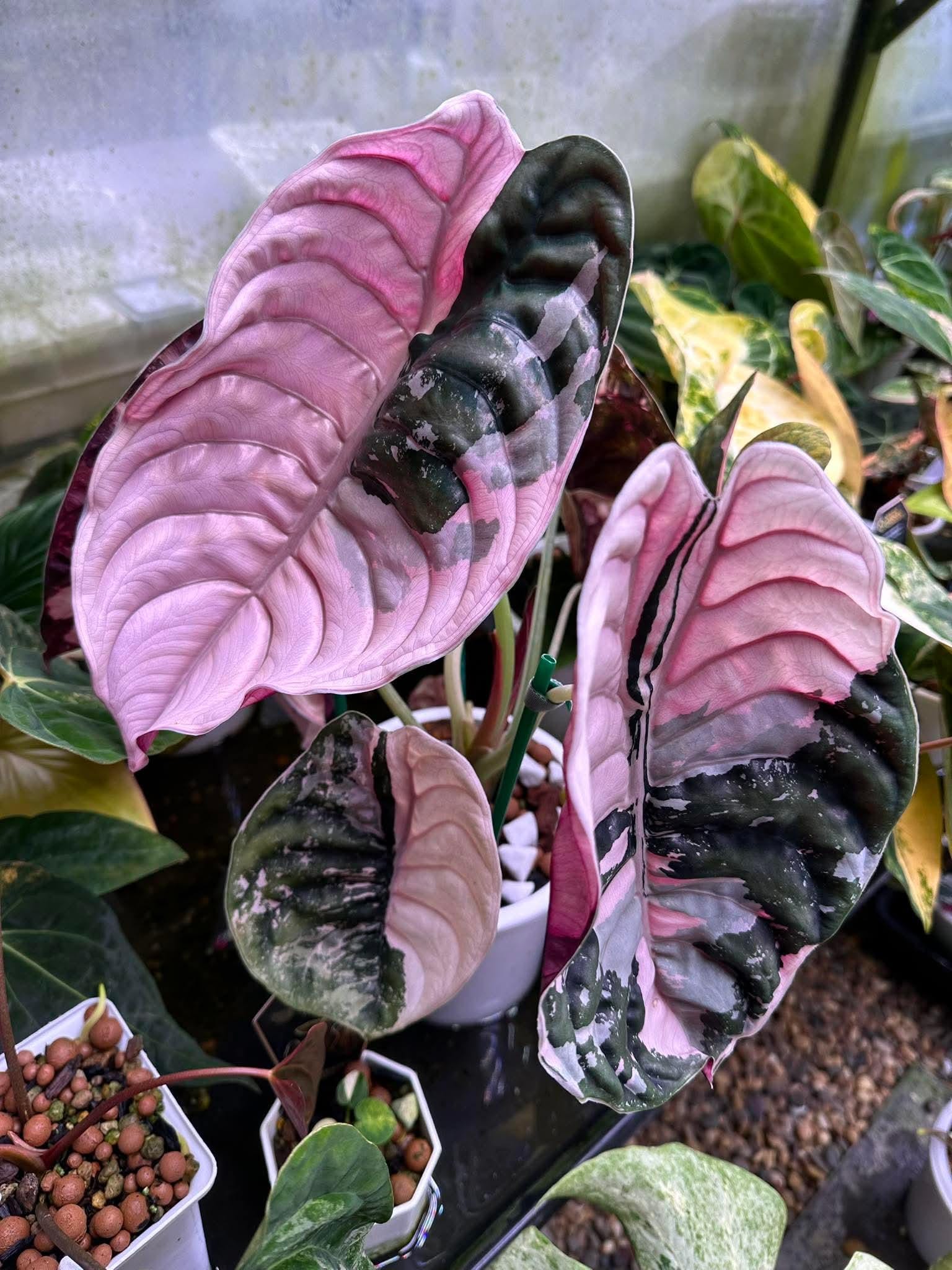 Alocasia chantrieri pink variegated - Etsy 日本