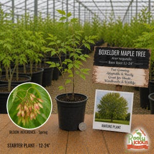 May include: A Boxelder Maple Tree starter plant in a black pot. The plant is 12-24 inches tall with green leaves. A sign reads "Boxelder Maple Tree" and "Fast Growing, Adaptable & Hardy, Great for Shade, Windbreaks & Wildlife."