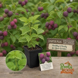 Glencoe Purple Raspberry - Thornless Hybrid - 3-4" Live Starter Plug - Sweet Gourmet Fruit