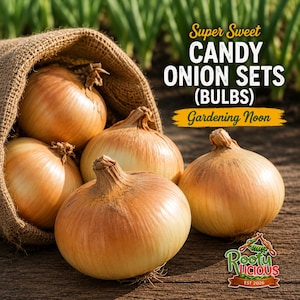 May include: A burlap sack overflowing with several large, round, golden-brown Candy Onion Sets (bulbs). The text "Super Sweet Candy Onion Sets (Bulbs) Gardening Noon" is displayed. The Rootylicious logo is in the bottom right corner.