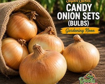 Super Sweet Candy Onion Sets - Live Planting Bulbs - The Ultimate Mild Gourmet Onion
