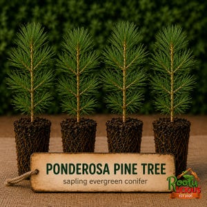 May include: Four Ponderosa pine tree saplings with green needles and exposed root balls. A rectangular wooden sign in front reads PONDEROSA PINE TREE sapling evergreen conifer. A small orange and green logo in the corner says Rootylicious EST 2026.