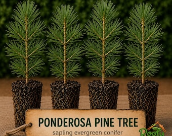 May include: Four Ponderosa pine tree saplings with green needles and exposed root balls. A rectangular wooden sign in front reads PONDEROSA PINE TREE sapling evergreen conifer. A small orange and green logo in the corner says Rootylicious EST 2026.