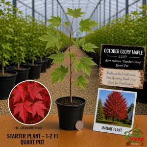 May include: An October Glory Maple starter plant in a black quart pot, measuring 1-2 feet tall. The plant has green leaves, with a circular inset showing red fall foliage and a sign depicting the mature tree and plant specifications.