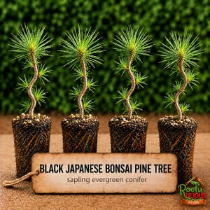 May include: Four small Black Japanese Bonsai Pine Tree saplings with exposed root balls and green needles. A rectangular sign in front reads: BLACK JAPANESE BONSAI PINE TREE sapling evergreen conifer. The plants are arranged in a row.