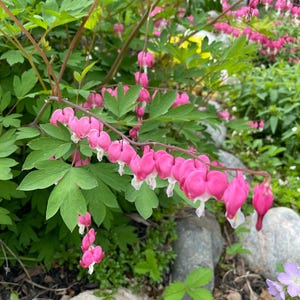 Pode incluir: Um close-up de uma planta de coração sangrento com vibrantes flores rosa em forma de coração e folhagem verde. As flores têm pontas brancas e pendem em cascata. A planta é cercada por rochas e outras plantas verdes.