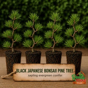 May include: Four small Japanese black pine saplings with green needles and textured trunks, each planted in a cylindrical soil plug. A rectangular wooden sign in the foreground displays the text: BLACK JAPANESE BONSAII PINE TREE sapling evergreen conifer.