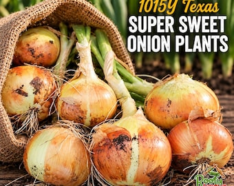 May include: A burlap sack spilling out several round, light brown 1015Y Texas Super Sweet onion plants with green stalks and visible roots. The text 1015Y Texas SUPER SWEET ONION PLANTS is printed in yellow and white, with a Rootylicious logo at the bottom.