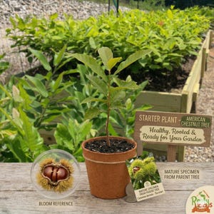 May include: A small American Chestnut tree seedling in a brown pot. The plant has green leaves and is labeled "Healthy, Rooted & Ready for Your Garden." A bloom reference and a mature specimen from a parent tree are also shown.
