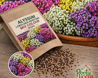 Sweet Alyssum Mix | Lobularia Maritima | Choose Variety & Quantity