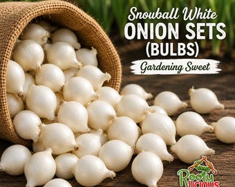 Snowball White Onion Sets – Sweet Gardening Bulbs for 2026 Planting