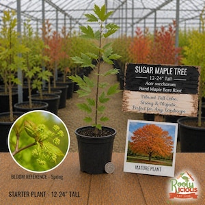 May include: A young sugar maple tree in a black pot, approximately 12-24 inches tall. The image includes a sign with details about the tree, a photo of a mature tree, and a bloom reference. The tree has green leaves.