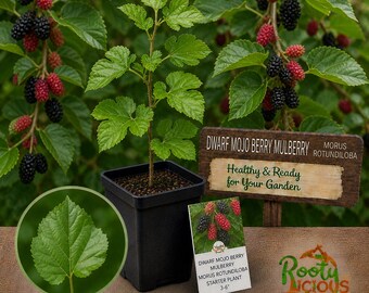 May include: A young Dwarf Mojo Berry Mulberry plant in a black square pot, with green leaves and developing berries. A sign reads "Healthy & Ready for Your Garden." A leaf reference and a plant description are also visible.