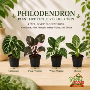 May include: An image showcasing four Philodendron plants: Gloriosum, Pink Princess, White Wizard, and Birkin. Each plant is in a black pot. The image includes the text "PHILODENDRON PLANT LIVE EXCLUSIVE COLLECTION". The Rooty Licious logo is also visible.