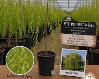 Weeping Willow Tree - Salix Babylonica - 12-24" Live Bare Root Starter Plant