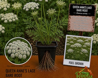 Queen Anne’s Lace - Daucus Carota - Live Bare Root - Graceful Meadow Wildflower