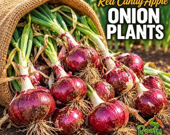 May include: A burlap sack spilling out fresh Red Candy Apple onion plants with deep purple-red bulbs, green stalks, and visible roots. The text Red Candy Apple ONION PLANTS is displayed in the upper right corner, with a Rooty Licious logo below.