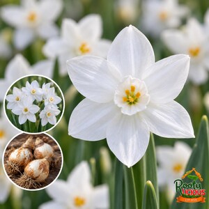 Nir Paperwhites Tazetta Daffodil Bulbs (Narcissus) White Fragrant Winter Forcing 10 Bulbs