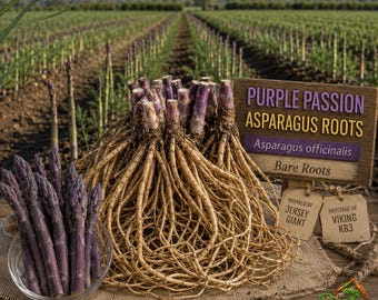 Purple Passion Asparagus - Asparagus Officinalis - 2-Year Old Live Crowns - Sweet Gourmet Variety