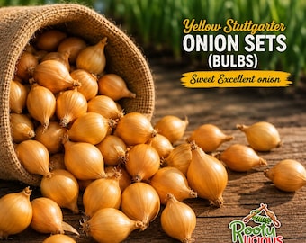 Yellow Stuttgarter Onion Sets – Heirloom Storage Bulbs for 2026 Planting
