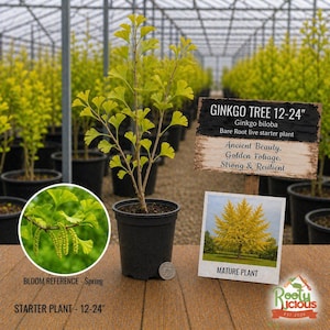 May include: A young Ginkgo biloba tree in a black pot, with vibrant green and yellow fan-shaped leaves. The image includes a sign that reads "Ginkgo Tree 12-24" and "Starter Plant - 12-24". A mature plant image is also shown.
