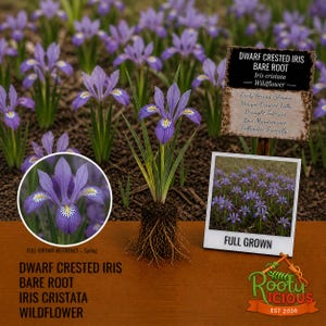 May include: Image of Dwarf Crested Iris bare root wildflower. The image shows a close-up of a purple iris flower with yellow and white markings. The image also includes a reference photo of the full-grown flowers and a sign with details.